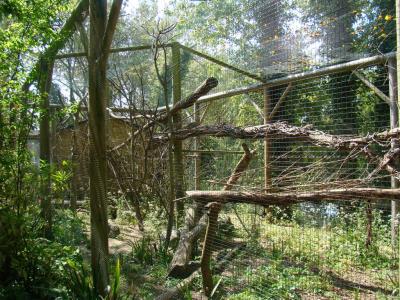 Loriquet de Swainson - 2009