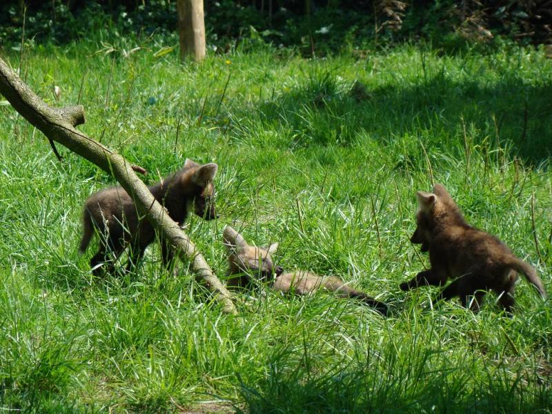 Loup à crinière