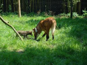 Loup à crinière