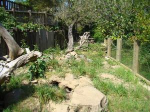 Suricate