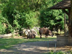 Tapir terrestre