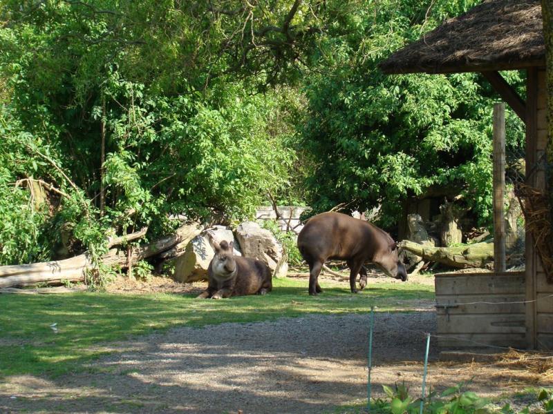 Tapir terrestre
