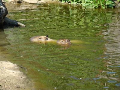 Capybara - 2009