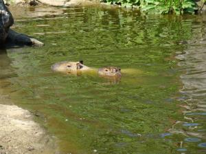 Capybara