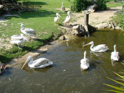 Pélican frisé - 2009