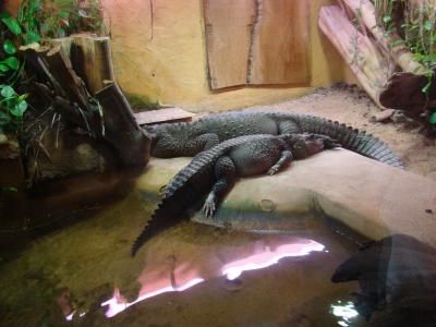 Crocodile à front large - 2009