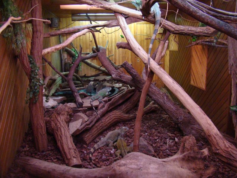 Iguane vert