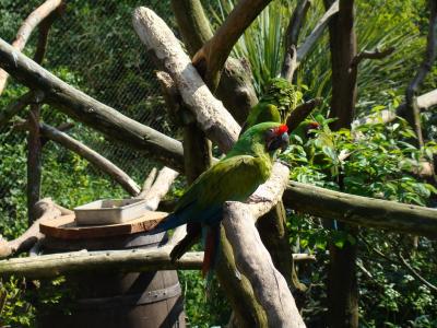 Ara de Buffon - 2009