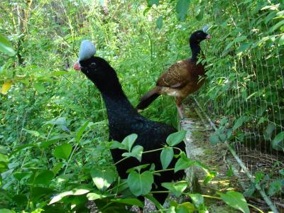 Hocco à pierre - 2009