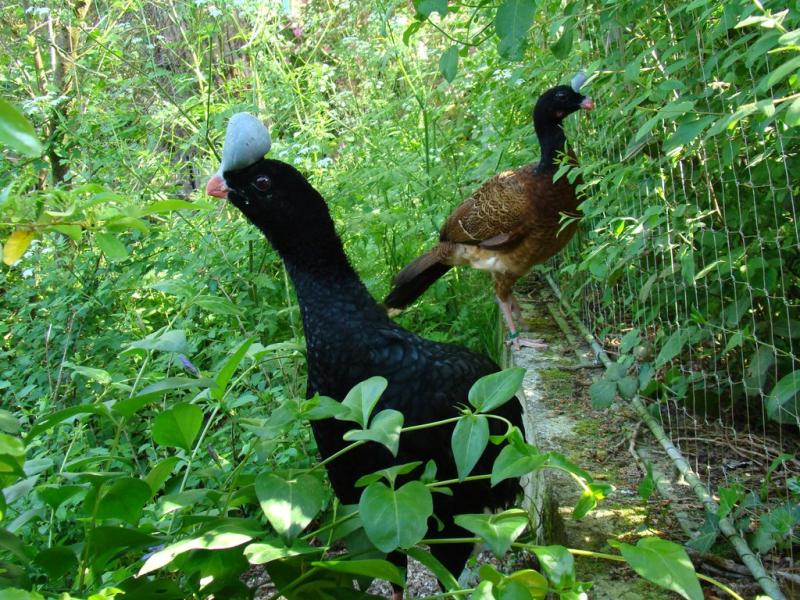 Hocco à pierre