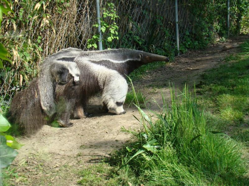 Tamanoir