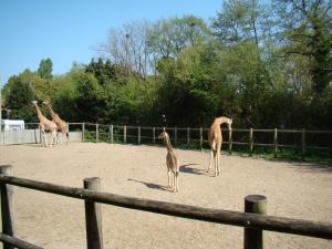 Girafe d'Afrique centrale