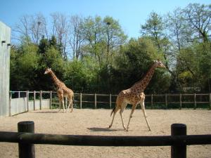 Girafe d'Afrique centrale