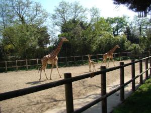Girafe d'Afrique centrale
