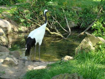 Grue de Mandchourie - 2009