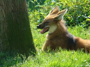 Loup à crinière