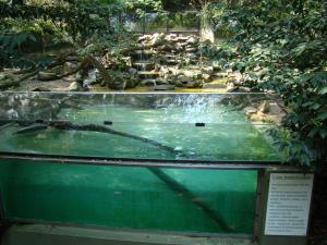 Loutre d'Asie