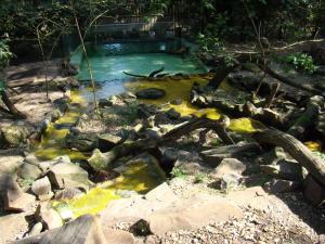 Loutre d'Asie