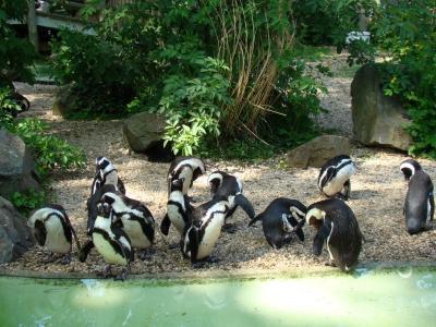 Manchot de Humboldt - 2009