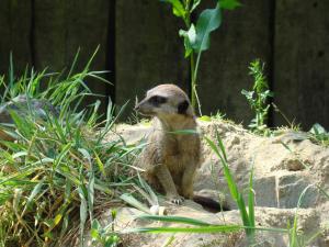 Suricate
