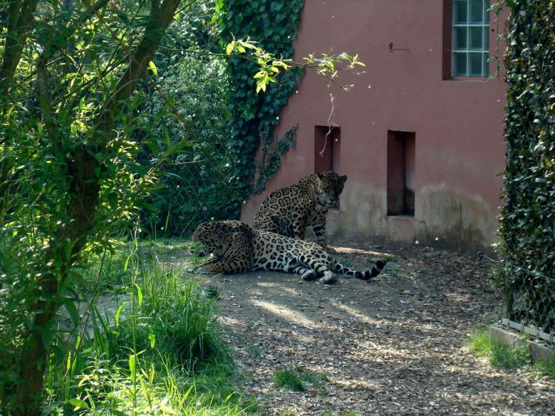 Jaguar