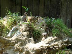 Suricate