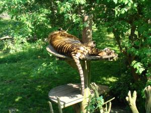 Tigre