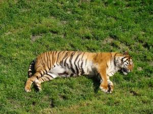 Tigre