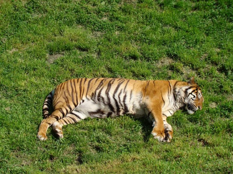 Tigre