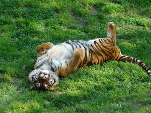 Tigre