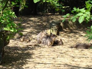 Wallaby d'Eugénie