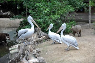 Pélican frisé - 2014