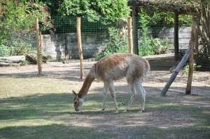 Vigogne