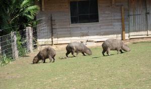 Capybara