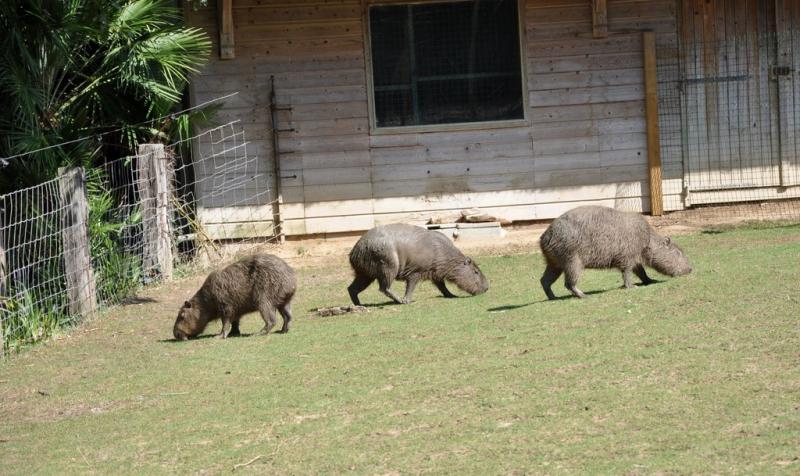 Capybara