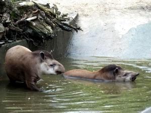 Tapir terrestre