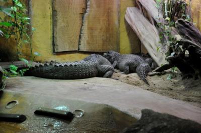 Crocodile à front large - 2014