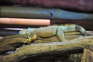 Iguane vert