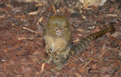 Ouistiti pygmée - 2014