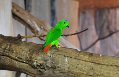 Loricule de Maccala - 2014