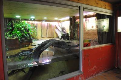 Crocodile à front large - 2014