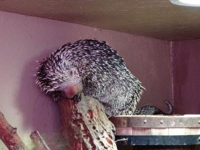 Coendou à queue préhensible - 2014