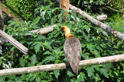 Ibis à face noire - 2014
