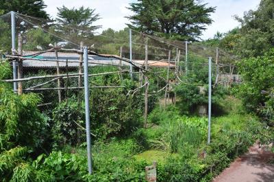 Volière des aras et des ibis - 2014