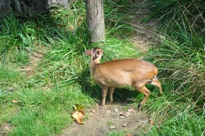 Muntjac de Reeve - 2014
