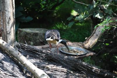 Ibis australien - 2014