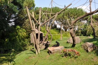 Atèle noir de Colombie - 2014