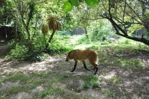 Loup à crinière