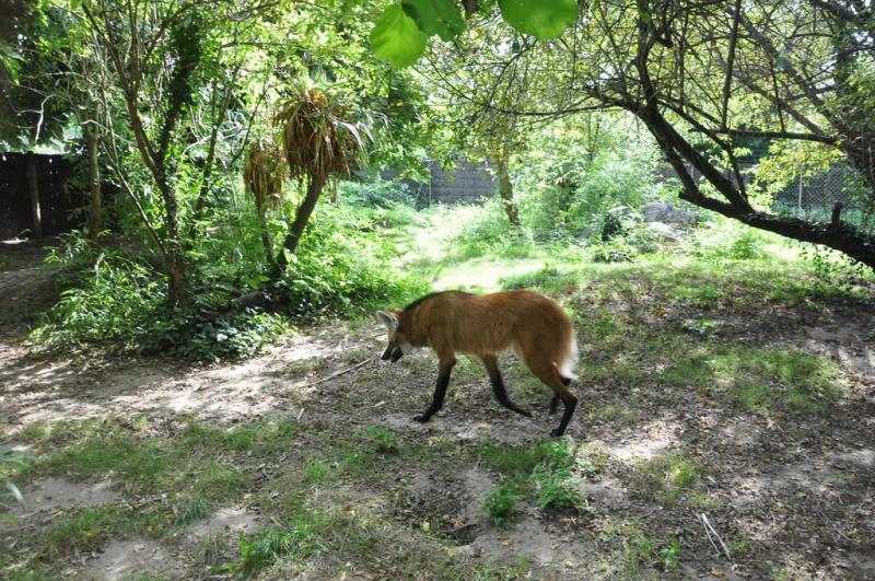 Loup à crinière