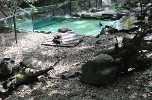 Loutre d'Asie